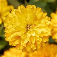 Zydeco Deep Yellow Zinnia