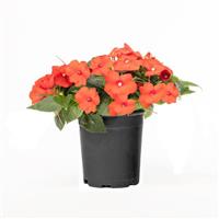 SunPatiens<sup>®</sup> Compact Scarlet Orange Impatiens