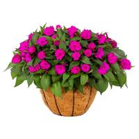 SunPatiens<sup>®</sup> Compact Bright Purple Impatiens