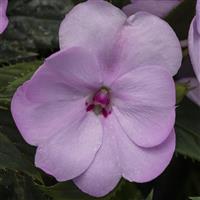 SunPatiens<sup>®</sup> Compact Orchid Blush Impatiens