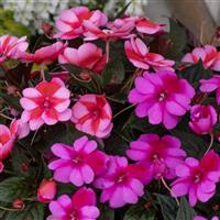 SunPatiens<sup>®</sup> Compact Born to Hula Mix Impatiens