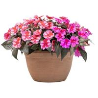SunPatiens<sup>®</sup> Compact Born to Hula Mix Impatiens