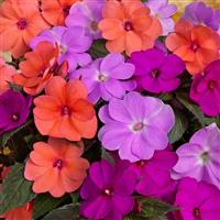 SunPatiens<sup>®</sup> Compact Hawaiian Sunset Mix Improved Impatiens