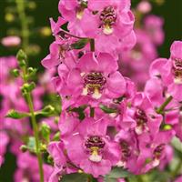 Guardian Angel™ Pink Angelonia