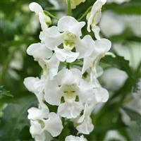 Guardian Angel™ White Angelonia