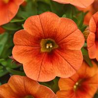 Cabaret<sup>®</sup> Bright Orange Calibrachoa