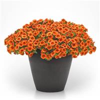 Cabaret<sup>®</sup> Bright Orange Calibrachoa