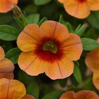 Cabaret<sup>®</sup> Orange Kiss Calibrachoa