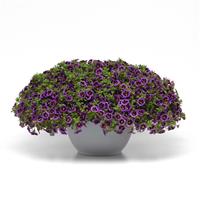 Cabaret<sup>®</sup> Midnight Kiss Calibrachoa