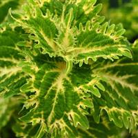 Keylime Fringe Coleus