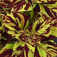 Prismatic Coleus