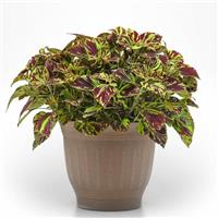 Prismatic Coleus