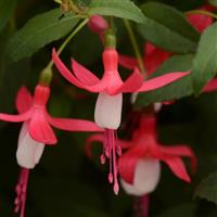 Bellinto™ Red+White Fuchsia