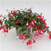 Bellinto™ Red+White Fuchsia