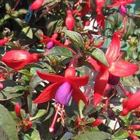 Bellinto™ Compact Red+Violet Fuchsia