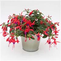 Bellinto™ Compact Red+Violet Fuchsia