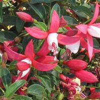 Bellinto™ Compact Red+White Fuchsia