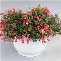 Bellinto™ Compact Red+White Fuchsia