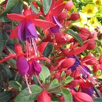 Bellinto™ Red+Blue Fuchsia