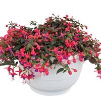 Bellinto™ Red+Blue Fuchsia