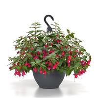 Blue Radiance Fuchsia