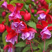 Blue Radiance Fuchsia