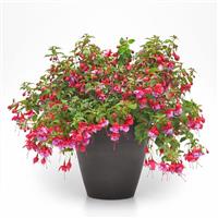 Blue Radiance Fuchsia