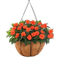 SunPatiens<sup>®</sup> Petite Orange Impatiens