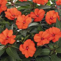 SunPatiens<sup>®</sup> Petite Orange Impatiens