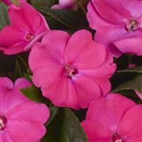 SunPatiens<sup>®</sup> Petite Rose Impatiens
