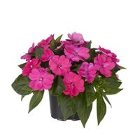 SunPatiens<sup>®</sup> Petite Rose Impatiens