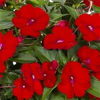 SunPatiens<sup>®</sup> Petite Scarlet Red Impatiens