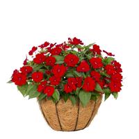 SunPatiens<sup>®</sup> Petite Scarlet Red Impatiens