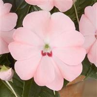SunPatiens<sup>®</sup> Petite Blush Pink Impatiens