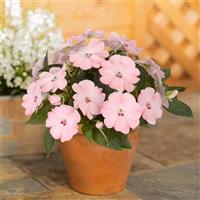 SunPatiens<sup>®</sup> Petite Blush Pink Impatiens