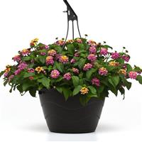 Shamrock™ Rose Lantana