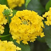 Shamrock™ Yellow Lantana