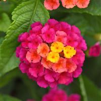 Shamrock™ Cherry Sunrise Lantana