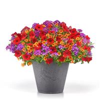 Bold Horizons MixMasters™