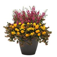 Hot Spell 27 MixMasters™