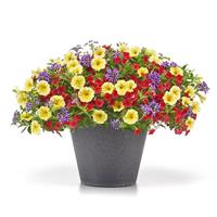 Limone Sorbet MixMasters™