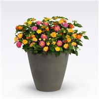 Lucky Charm 27 MixMasters™