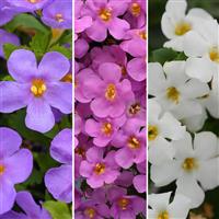 MegaGlam MixMasters™