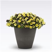 Oh Beehave! 27 MixMasters™