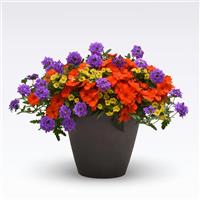 Peach of My Heart 27 MixMasters™