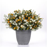 Summer Splendor 27 MixMasters™