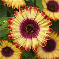 Sunset Glow Osteospermum