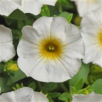 CitraNova™ Lemon Zest Petchoa