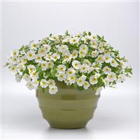 CitraNova™ Lemon Zest Petchoa