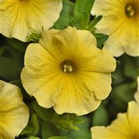 CitraNova™ Limone Petchoa